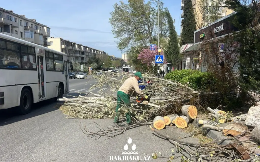 34 ağac aşıb, Bakı Şəhər Yaşıllaşdırma Təsərrüfatı Birliyi