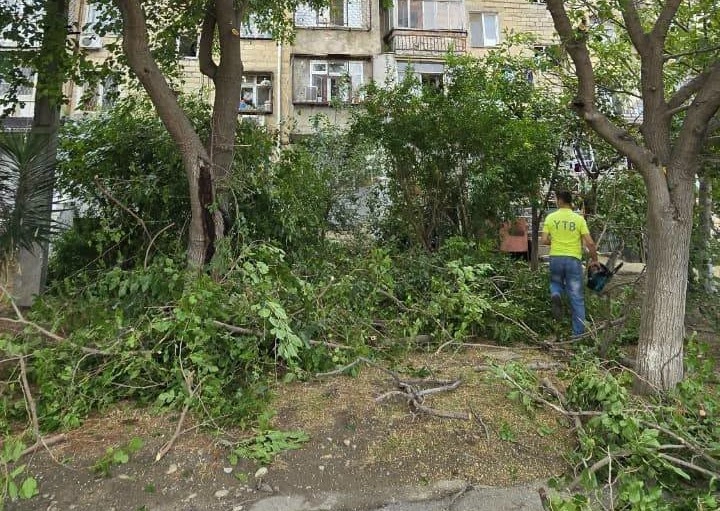 Nizami rayonu, Ağac, Yaşıllaşdırma Təsərrüfatı Birliyi
