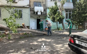 Bakıda ağaclar aşıb, ağacaşma, Yaşıllaşdırma Təsərrüfatı Birliyi