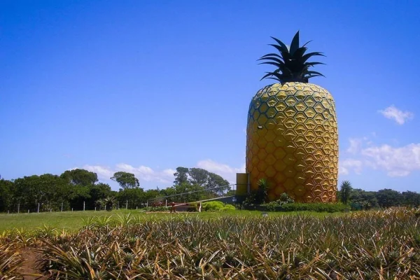 Evin qiymətinə ananas, Ananas