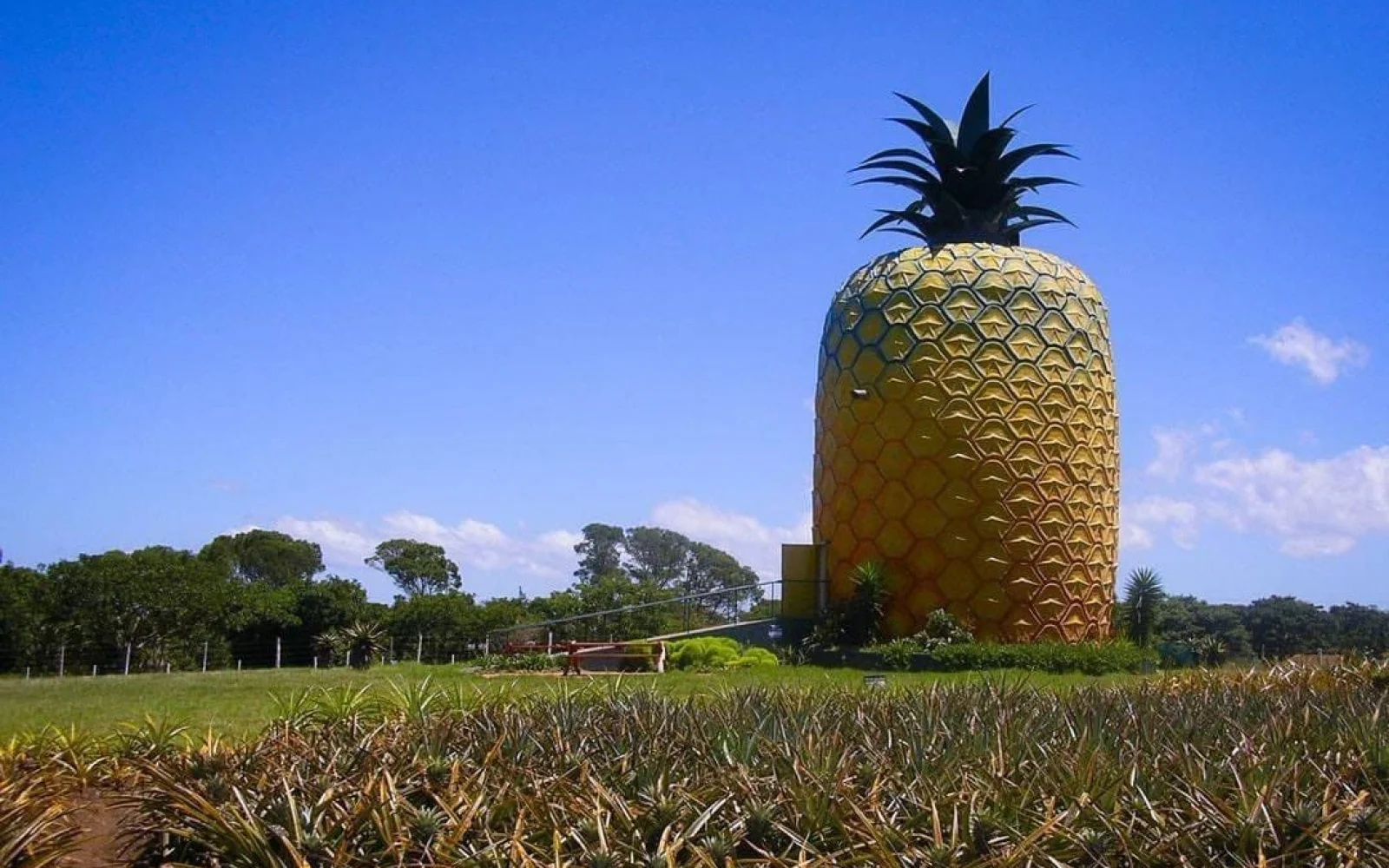Evin qiymətinə ananas, Ananas