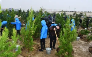 Şanlı Zəfərin 5-ci ildönümünə həsr edilən ağacəkmə aksiyası, Bakı Şəhər İcra Hakimiyyəti, “Regional İnkişaf” İctimai Birliyi, Nərimanov rayonu, Ağacəkmə aksiyası