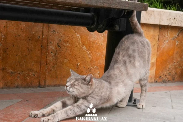 Bakı pişikləri, Pişik