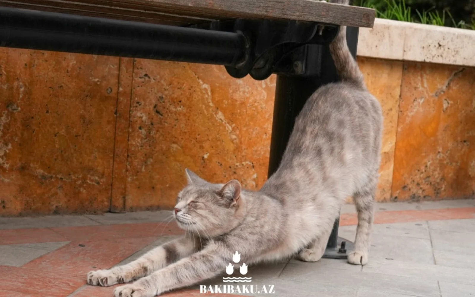 Bakı pişikləri, Pişik