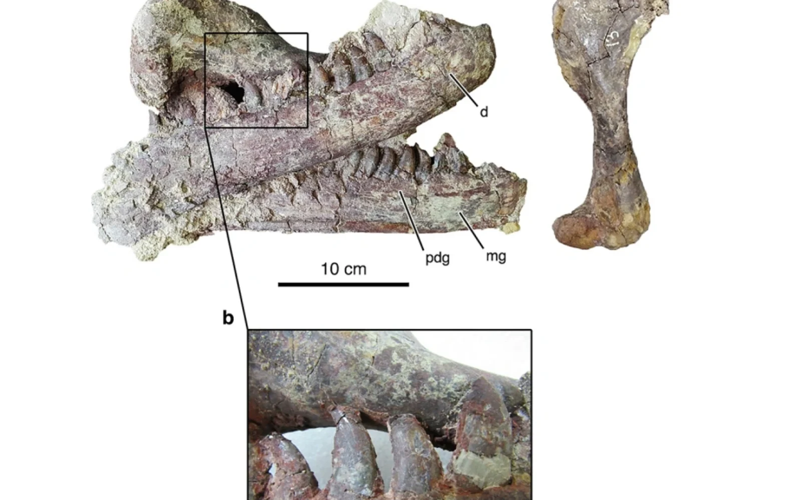 Dinozavrın qalıqları, Dinozavr