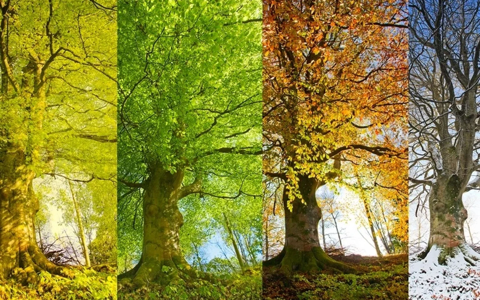 Fəsillərin Azərbaycana daxilolma vaxtları, Fəsil