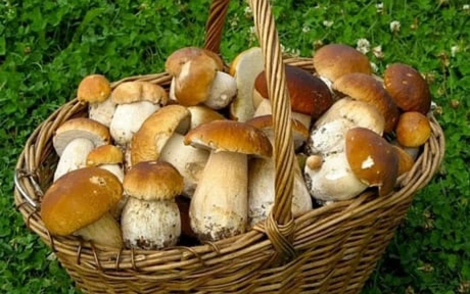 Göbələklər, Göbələk