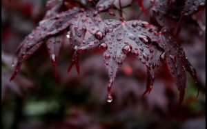 IMG-20250816-WA0046