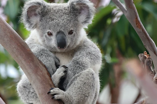 Tüklü sərnişinlər, Koala