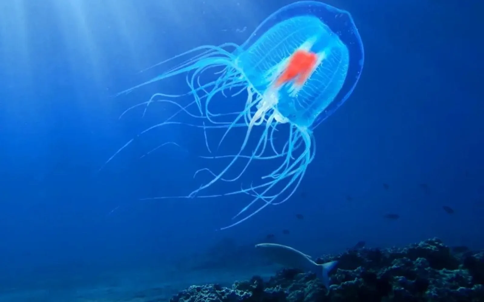 Meduza, Turritopsis dohrnii