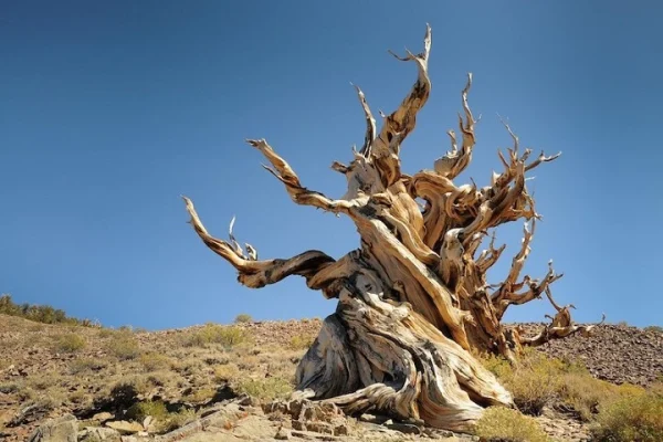 Metuşelah, Kaliforniya, “White Mountains”, Ağac