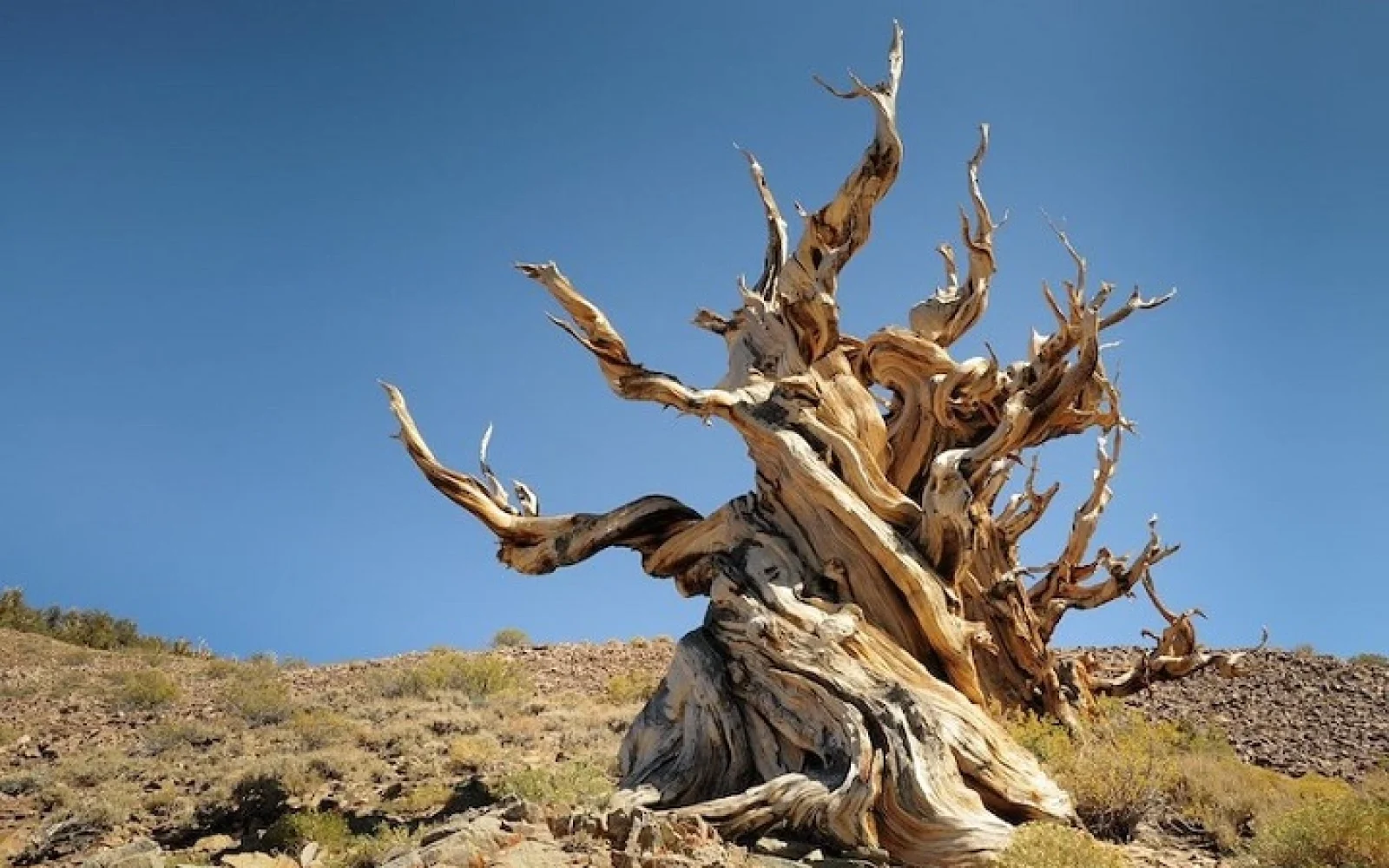 Metuşelah, Kaliforniya, “White Mountains”, Ağac
