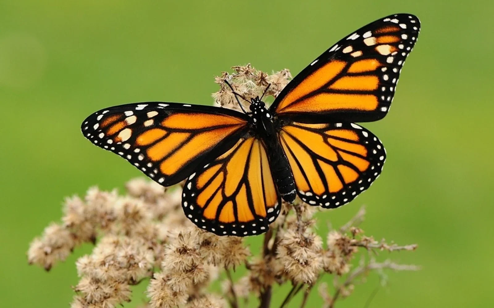 Kəpənək, Monarx danaida