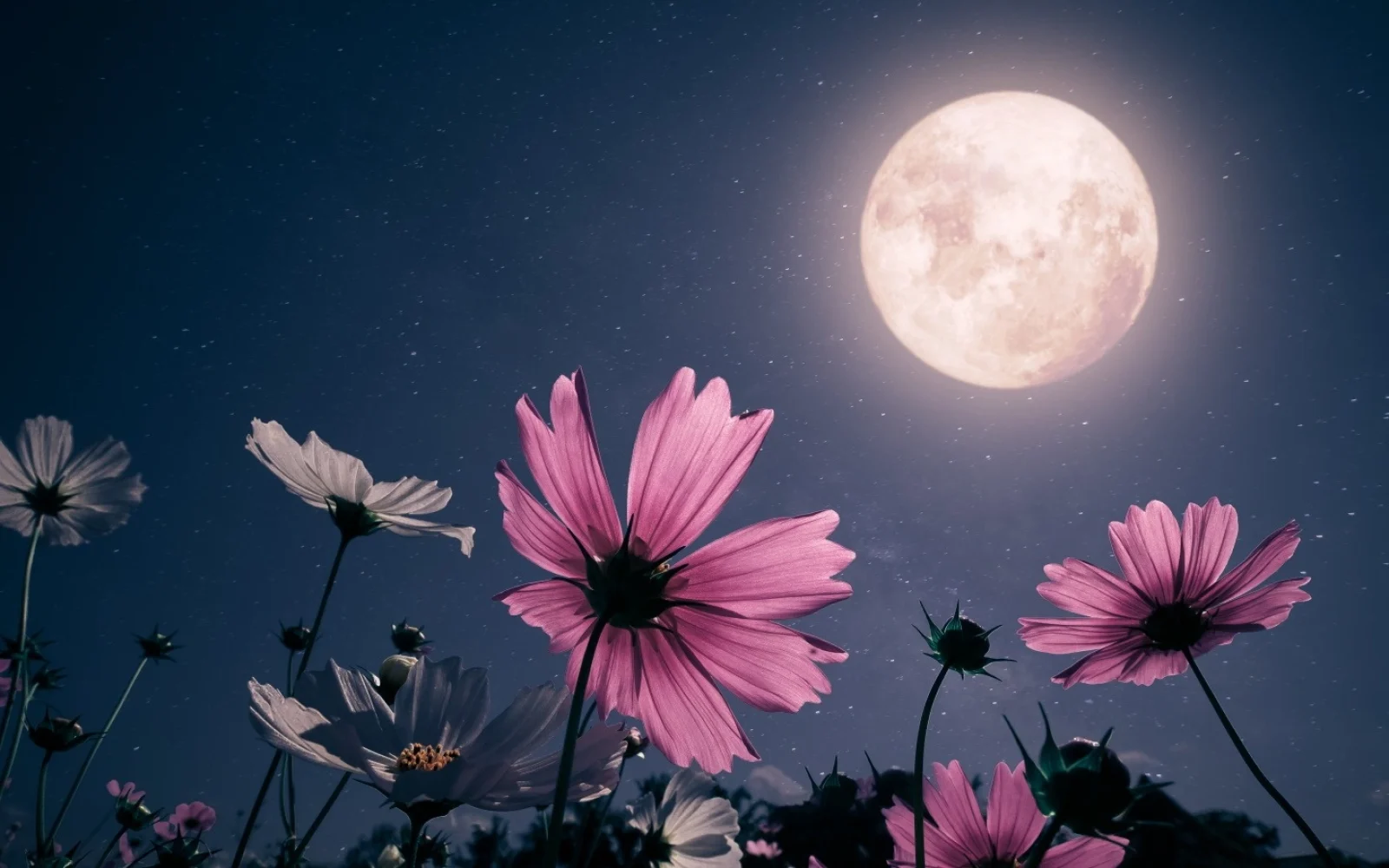 Лунный свет