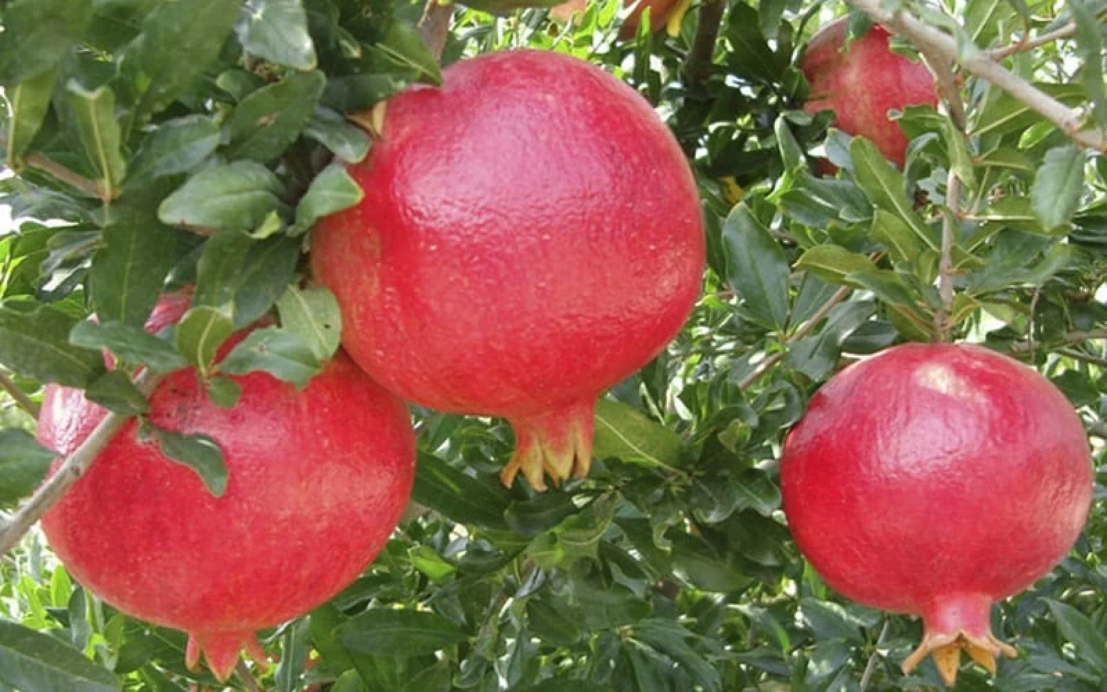 Nar, Meyvə