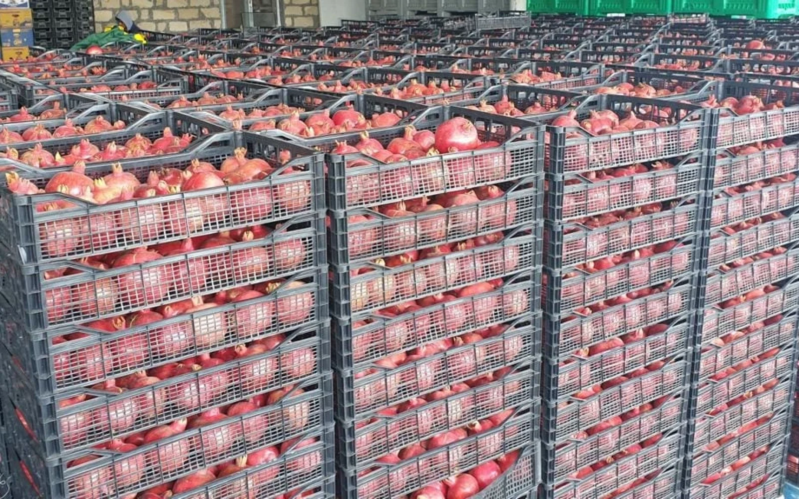 Fərhad Qaraşov, Azərbaycan Nar İstehsalçıları və İxracatçıları Assosiasiyası, ANİİA, Nar