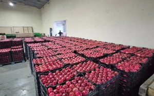 Fərhad Qaraşov, Azərbaycan Nar İstehsalçıları və İxracatçıları Assosiasiyası, ANİİA, Nar