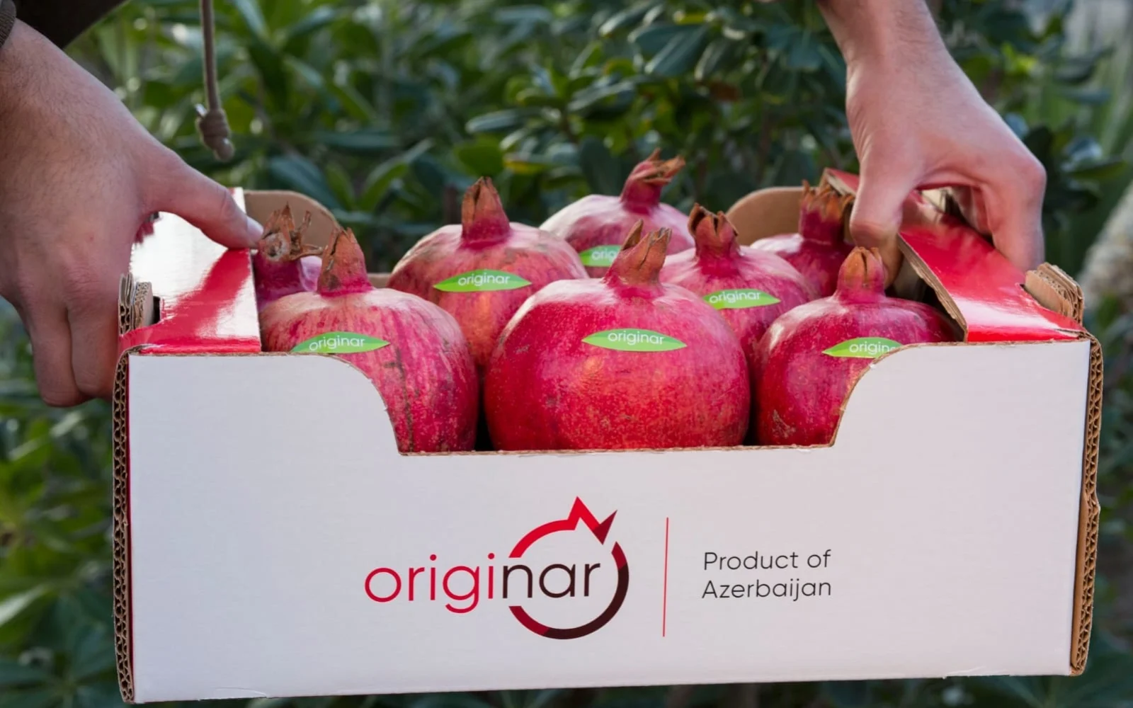 Fərhad Qaraşov, Azərbaycan Nar İstehsalçıları və İxracatçıları Assosiasiyası, ANİİA, Nar