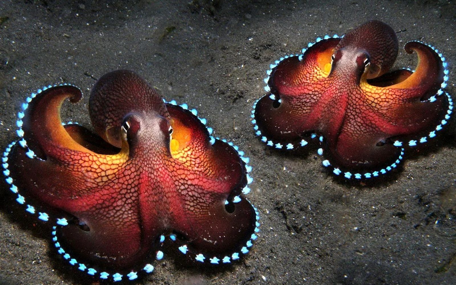 Oktapod, Delfin