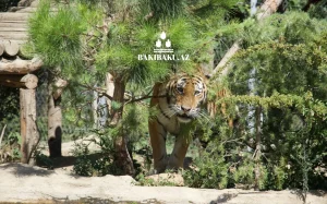 Beynəlxalq Pələng Günü, Pələng, Bakı Zooloji Parkı, IDEA