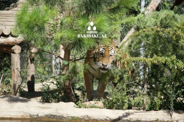 Beynəlxalq Pələng Günü, Pələng, Bakı Zooloji Parkı, IDEA