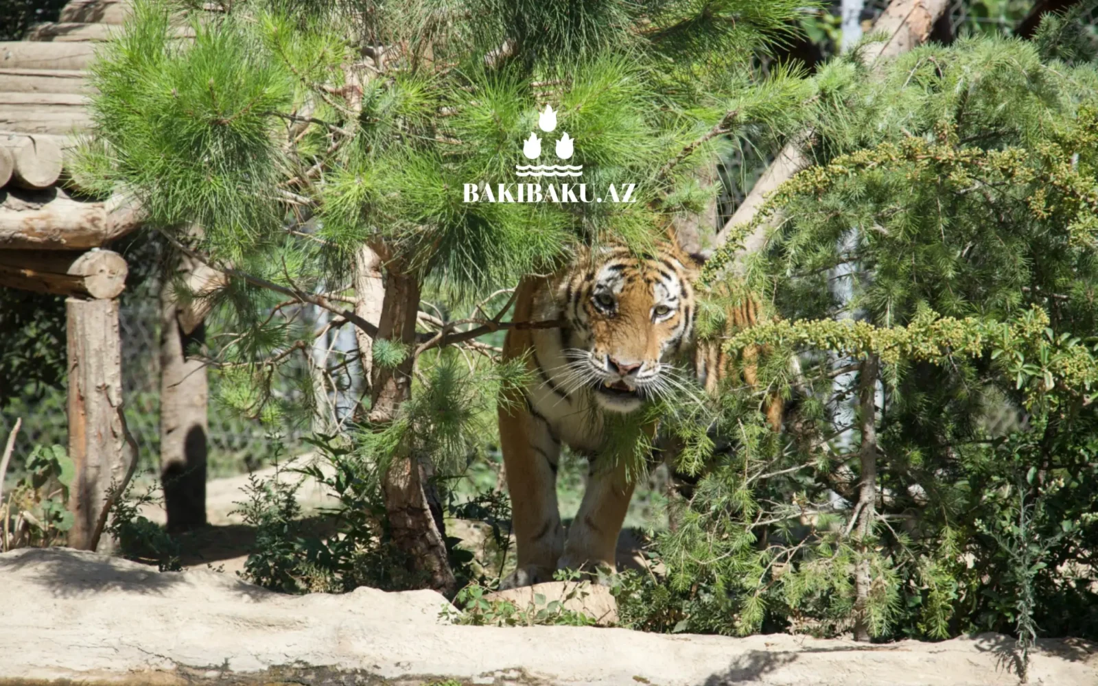 Beynəlxalq Pələng Günü, Pələng, Bakı Zooloji Parkı, IDEA