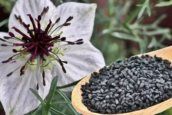 Чёрный тмин, Nigella