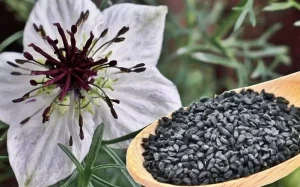 Qaraçörəkotu, Nigella, Xalq təbabəti