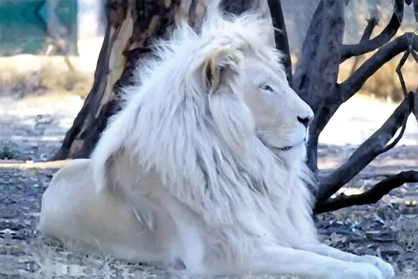 Ağ aslanlar, Aslan