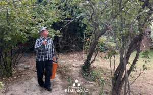 Xətai rayonunun bəzi küçələrində dərmanlama işləri, Xətai rayonu, Dərmanlama