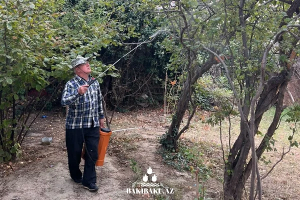 Xətai rayonunun bəzi küçələrində dərmanlama işləri, Xətai rayonu, Dərmanlama