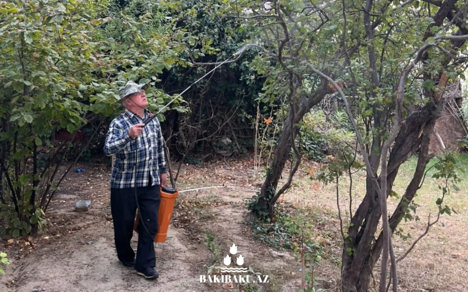 Xətai rayonunun bəzi küçələrində dərmanlama işləri, Xətai rayonu, Dərmanlama