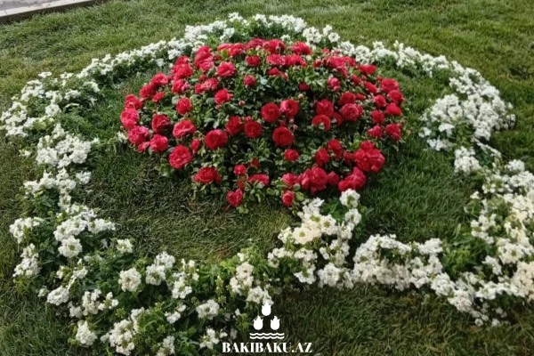 Fəxri xiyabanın ətrafında yaşıllaşdırma tədbirləri, Fəxri Xiyaban, Yaşıllaşdırma