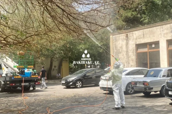 Ağ Amerika kəpənəklərinə qarşı dərmanlama, Ağ Amerika kəpənəkləri, Yaşıllaşdırma Təsərrüfatı Birliyi, Dərmanlama