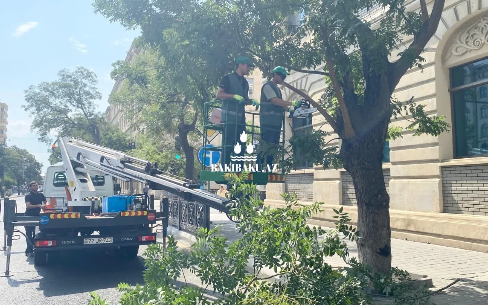 İşıqfor və yol nişanlarının görünməsinə mane olan hallar, Bakı Şəhər Yaşıllaşdırma Təsərrüfatı Birliyi, Ağac, İşıqfor