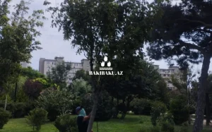 YTB, Yaşıllaşdırma Təsərrüfatı Birliyi, Dezinfeksiya
