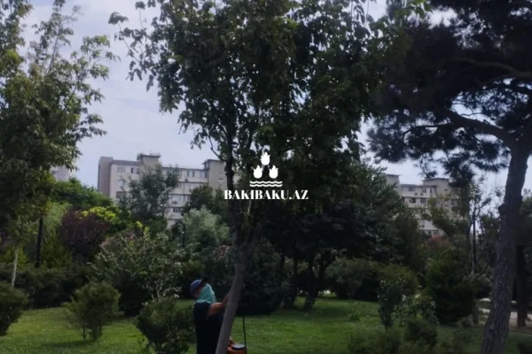 YTB, Yaşıllaşdırma Təsərrüfatı Birliyi, Dezinfeksiya