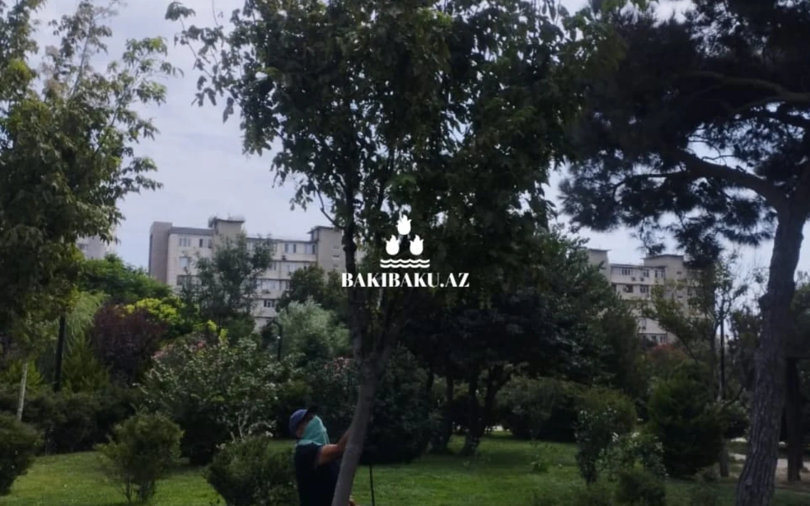 YTB, Yaşıllaşdırma Təsərrüfatı Birliyi, Dezinfeksiya