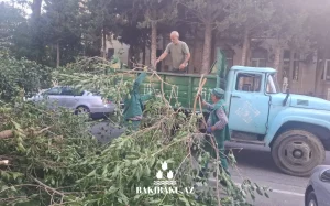 Güclü külək səbəbindən Bakıda 2 ağac aşıb, Ağacaşma
