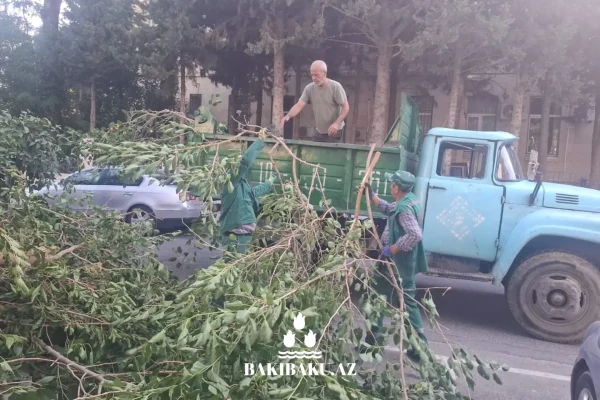 Güclü külək səbəbindən Bakıda 2 ağac aşıb, Ağacaşma