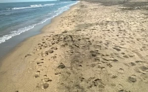 Bakının hansı çimərliklərindən, Çimərlik